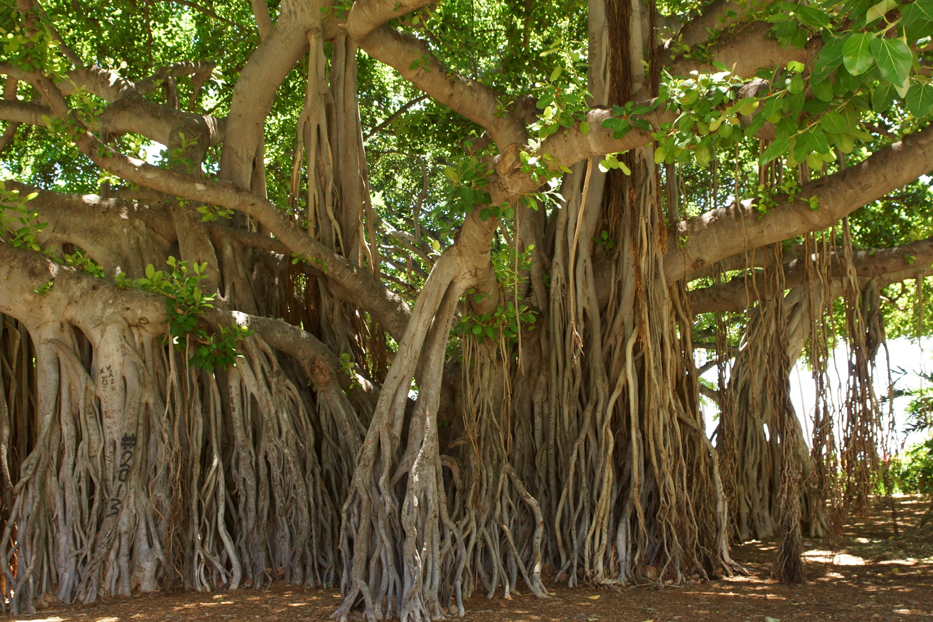 Banyan tree showing root shoots 