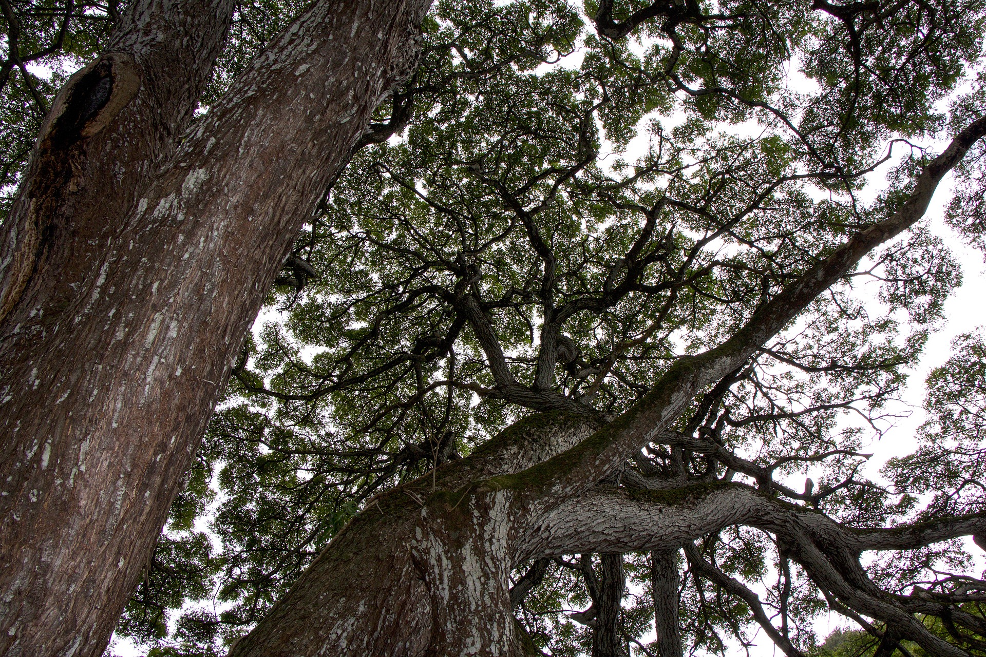 Looking up through an exceptional tree