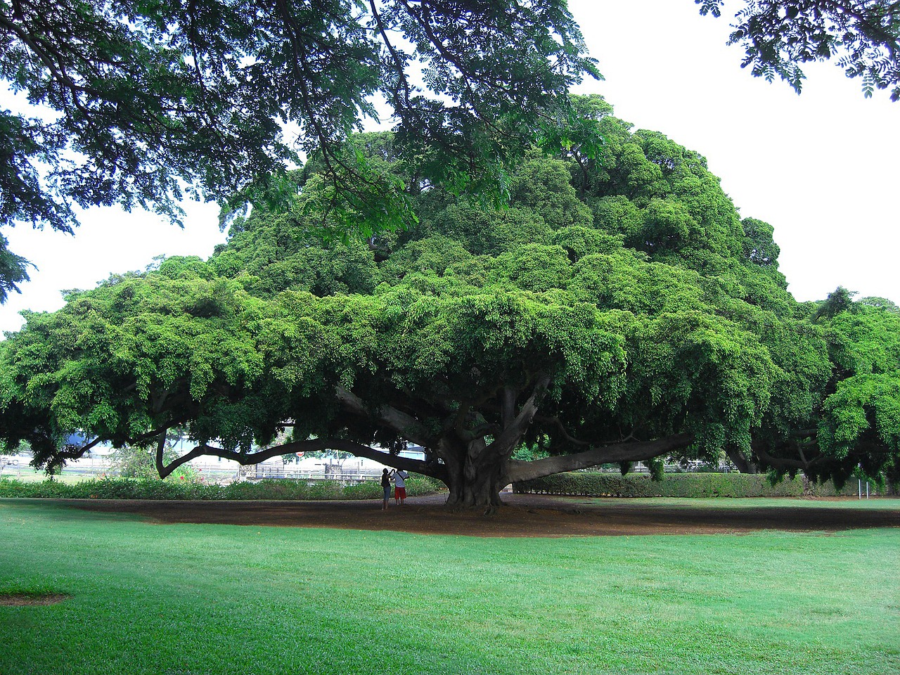 exceptional Honolulu tree on Oahu