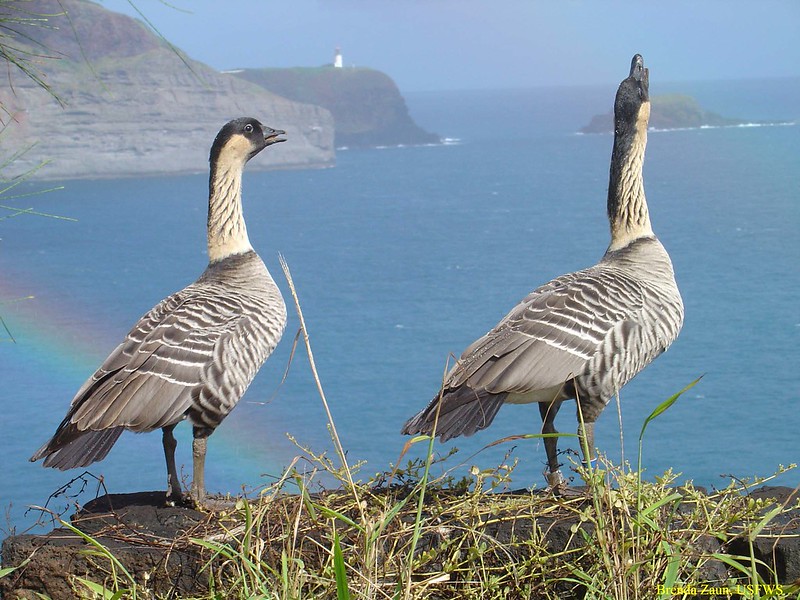 Two Nene birds photographed on a cliff while birding in Hawaii