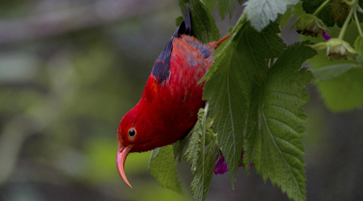 Red Hawaiian forrest bird on a branch looking down 