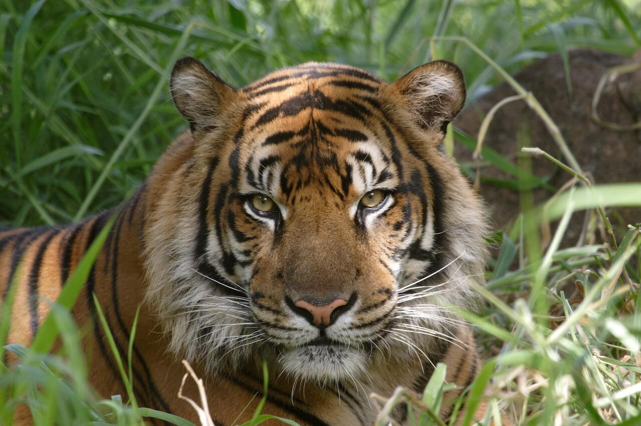 Sumatran tiger at the Honolulu Zoo 