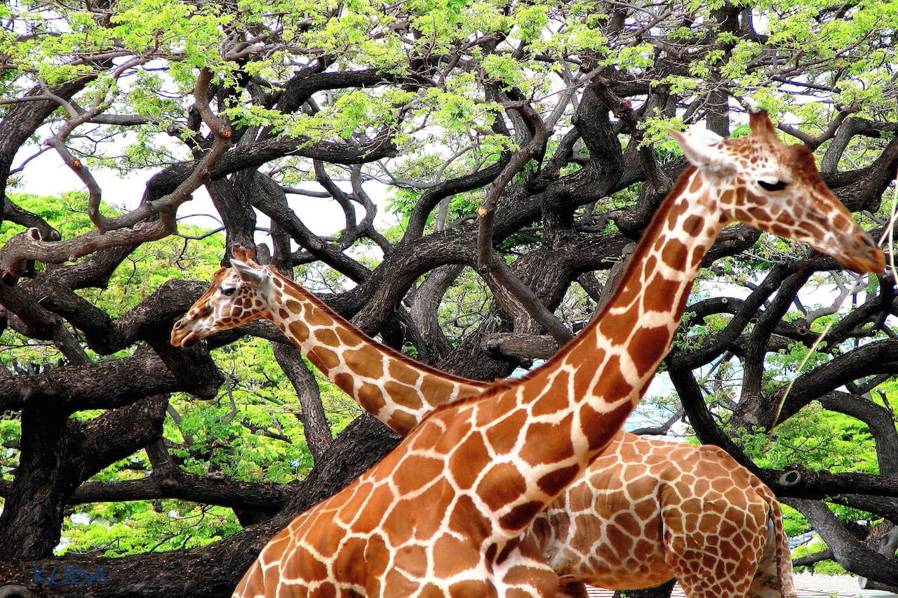 Two Giraffe's criss crossed at the Honolulu zoo 