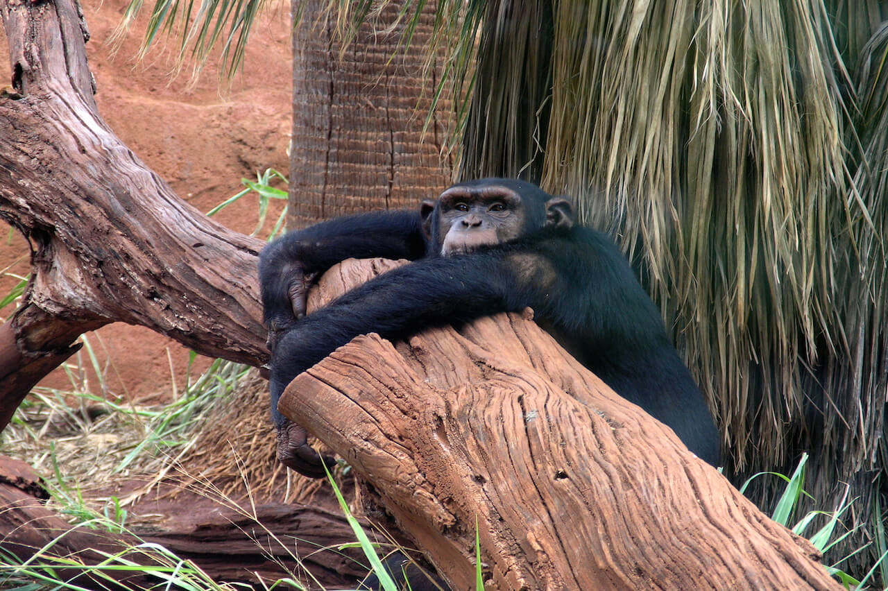 Monkey hugging tree at the Honolulu Zoo