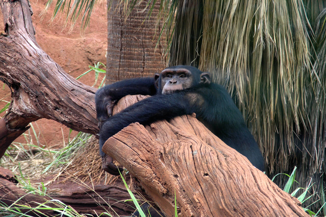 Monkey hugging tree at the Honolulu Zoo 