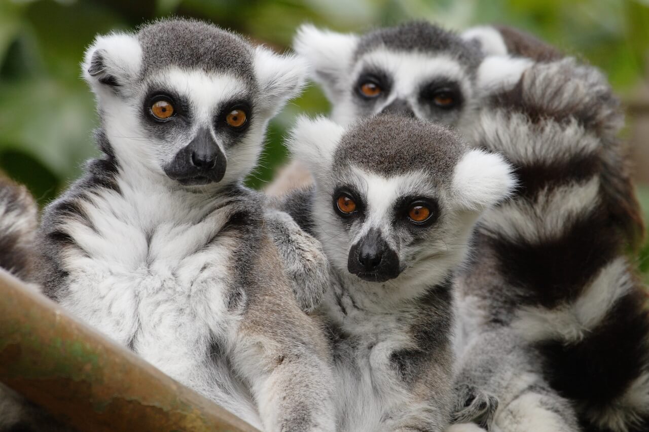 Three ring tailed lemurs at the Honolulu Zoo