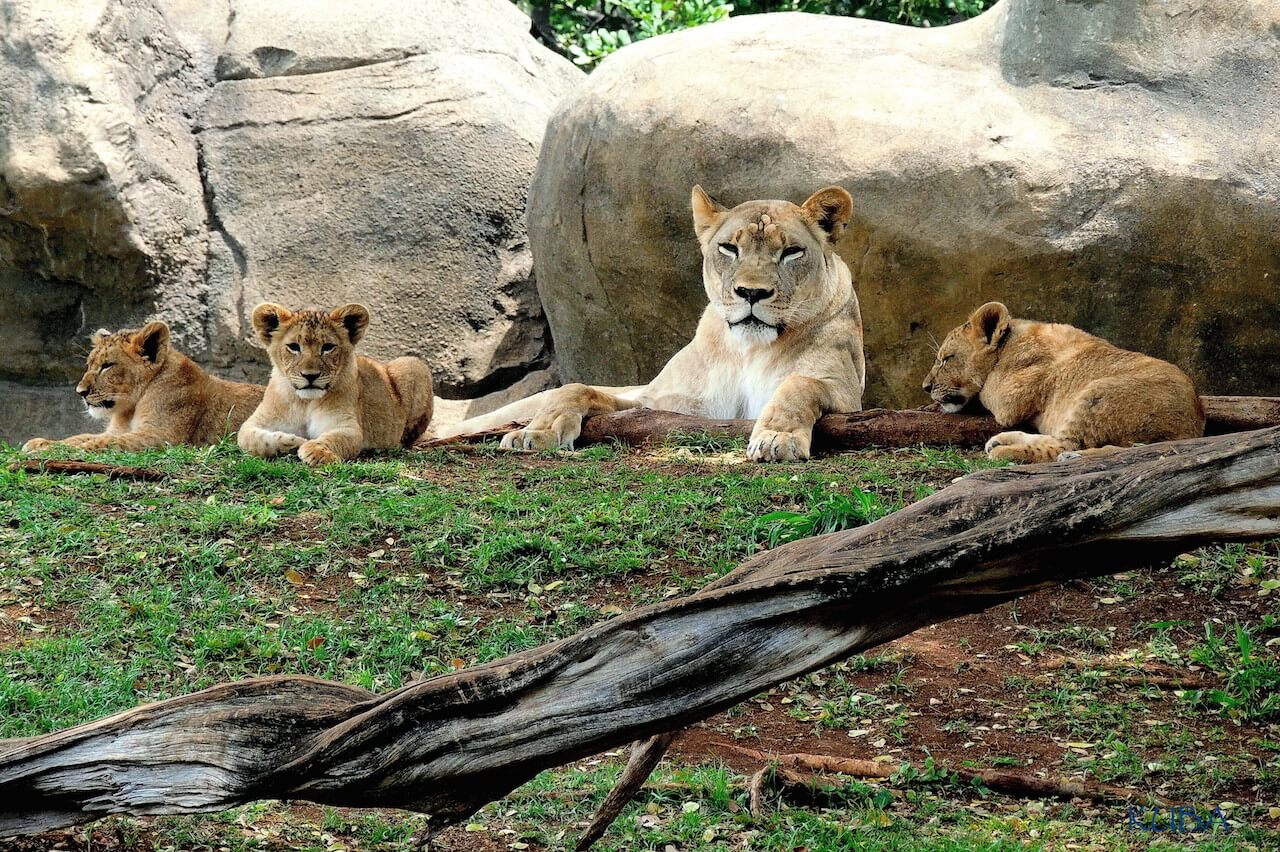 Four African Savanna's at the Honolulu zoo