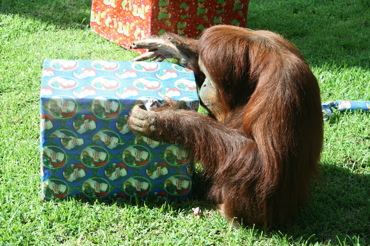 Rusty the gorilla at the Honolulu Zoo