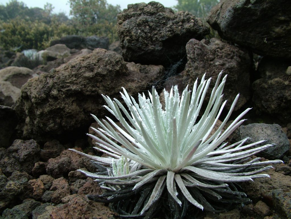 Ahinahina plant which is an important Hawaiian Culture symbol