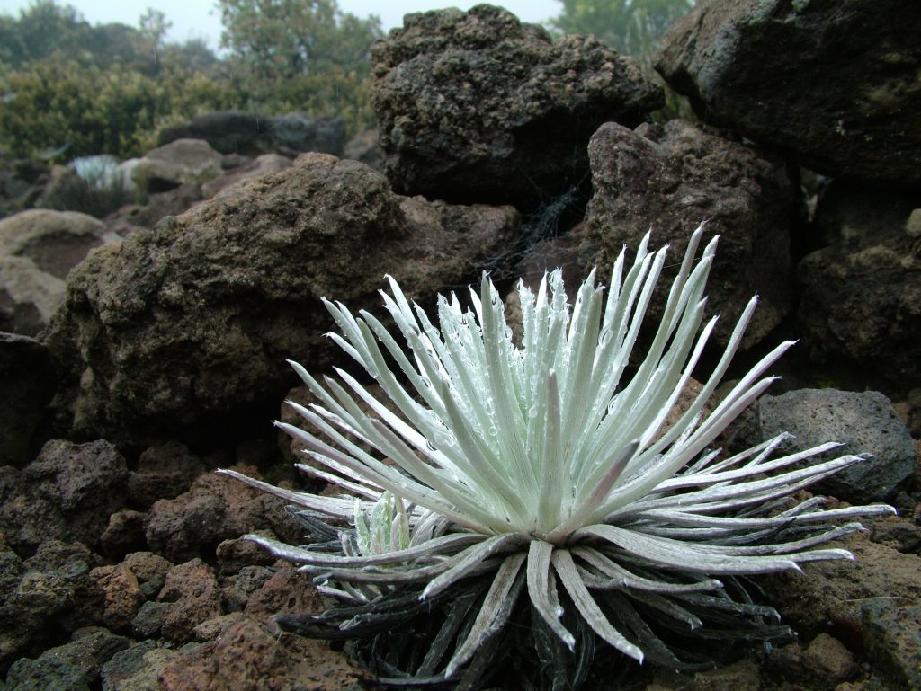 Ahinahina plant which is an important Hawaiian Culture symbol  