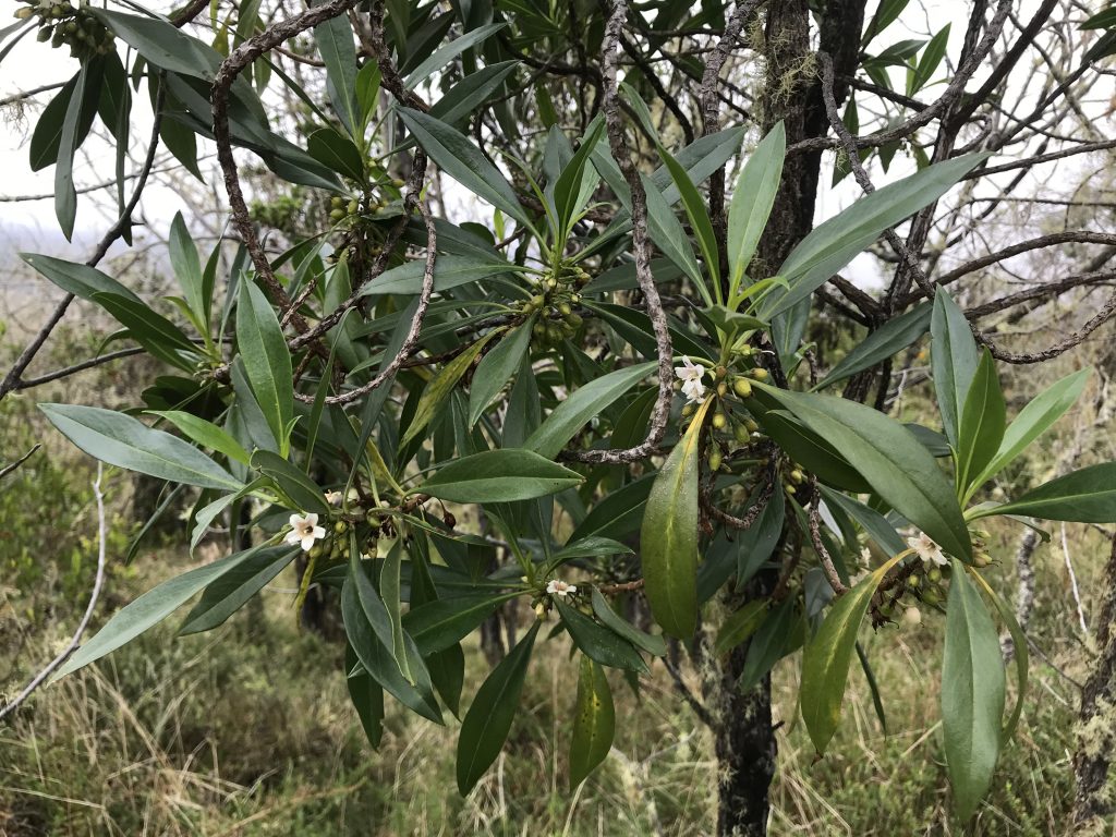 Native nalo plant part of Hawaiian Culture 