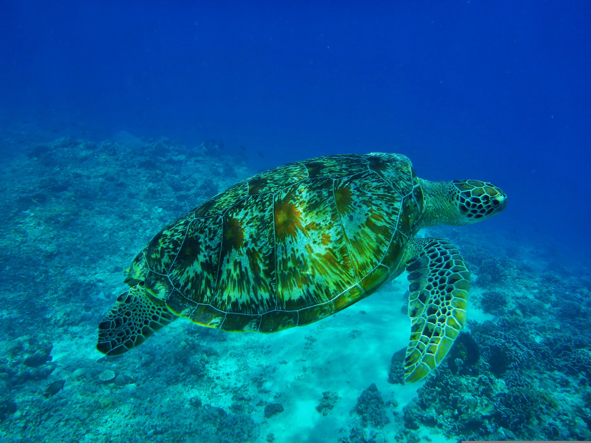 Green sea turtle swimming underwater in Hawaii near Sea Life Park