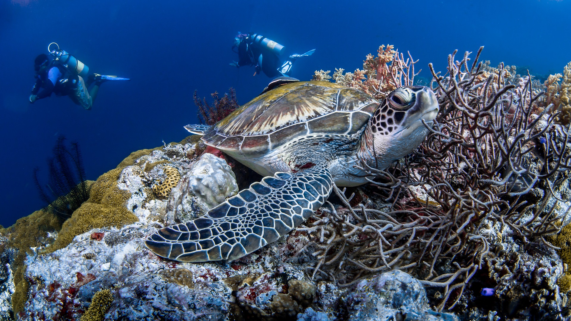 Hawaii Green Sea Turtle