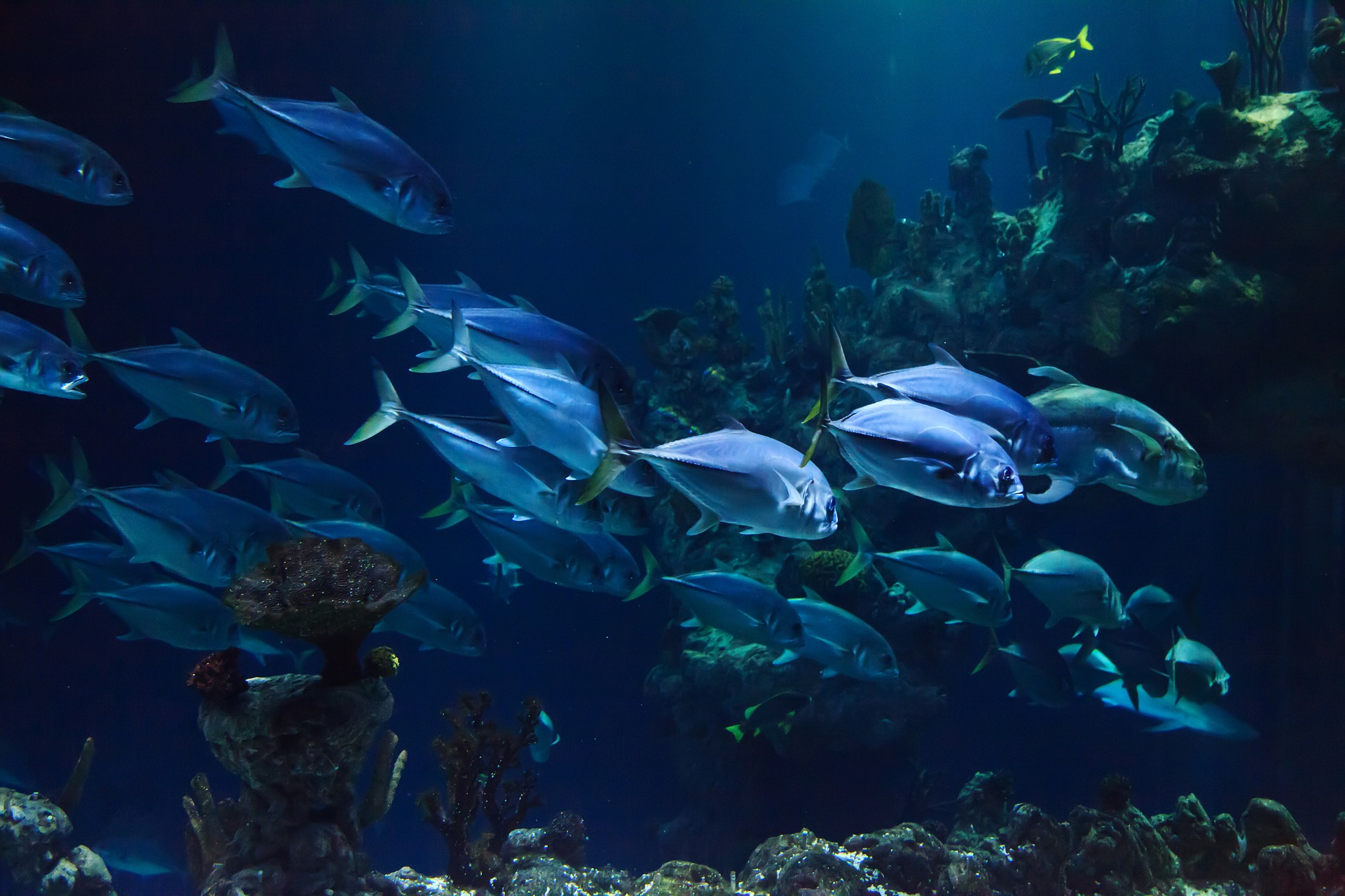 Trevally reef fish Hawaii