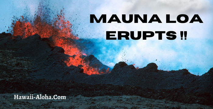 Mauna Loa Erupts