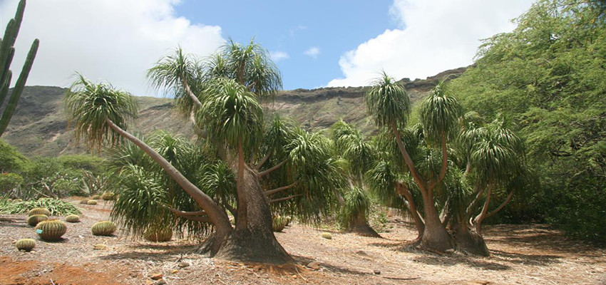 Cactus, desert plants at Koko Crater