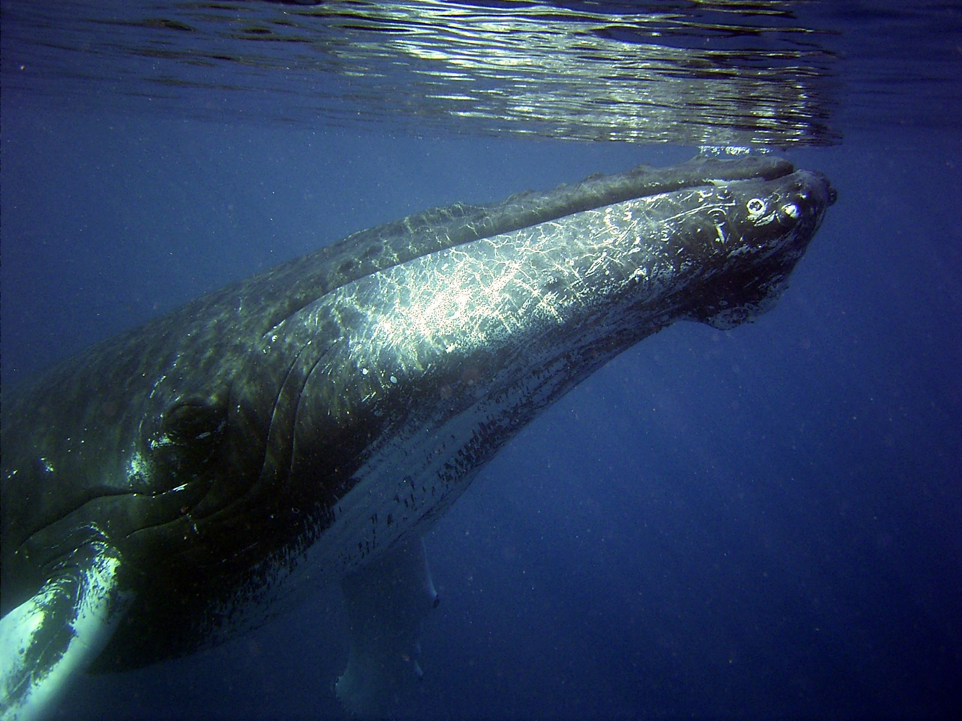 Humpback whale underwater.