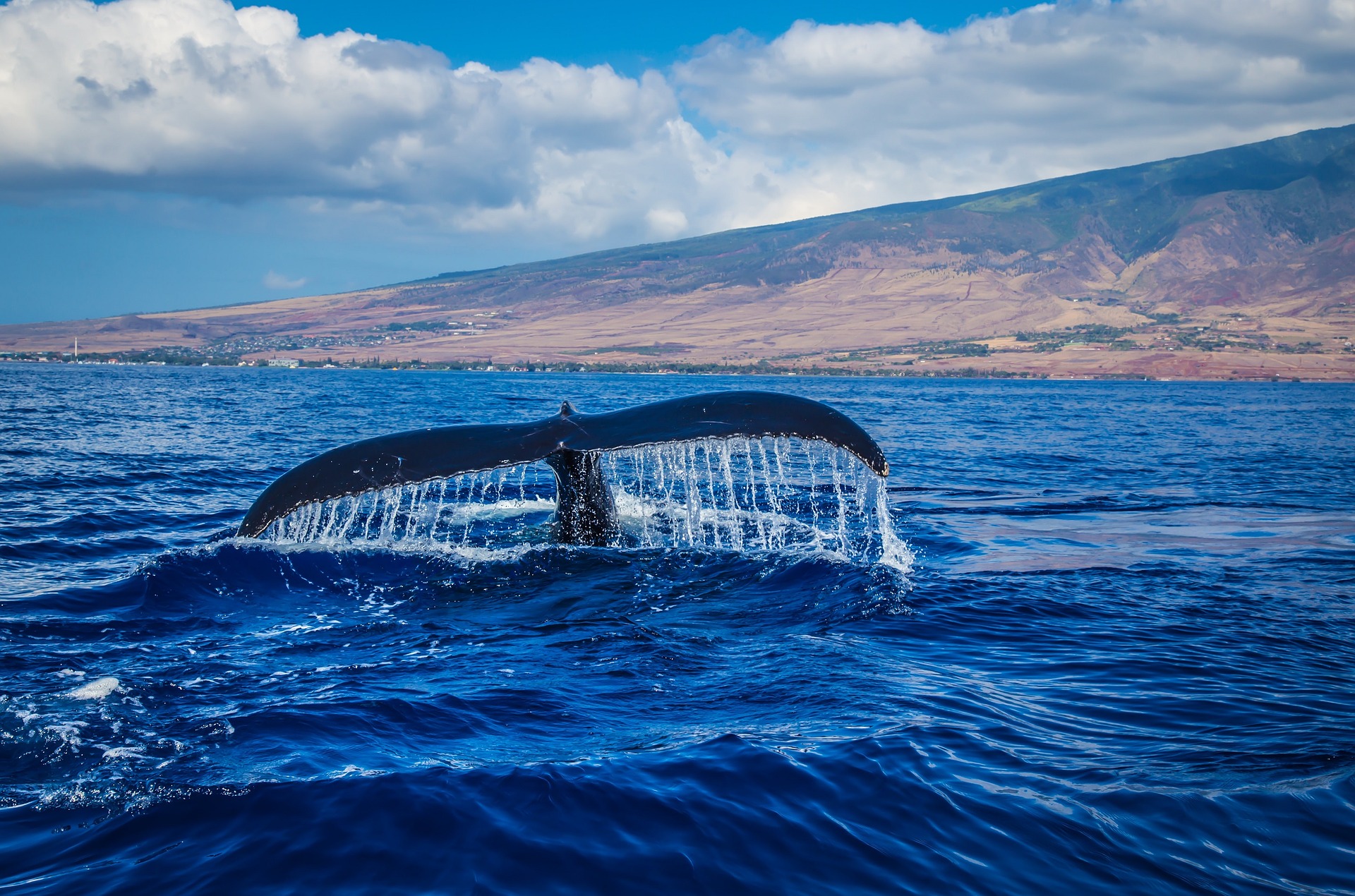 Humpback whale fluke off Maui