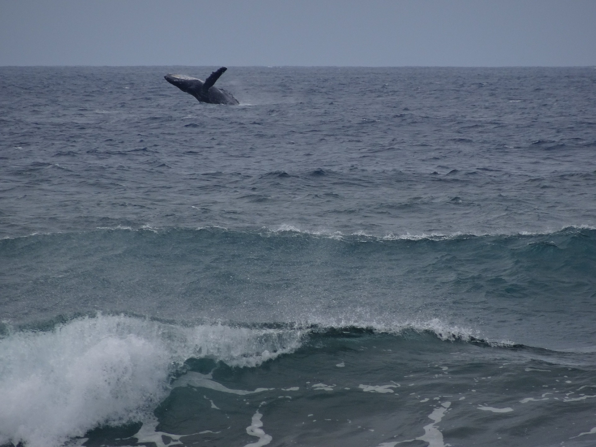 Hawaii humpback whale breaching