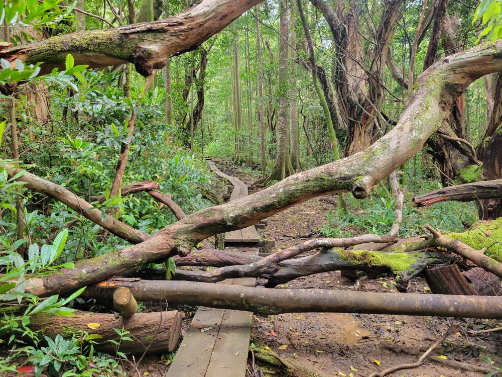Pauoa Flats Trail footpath