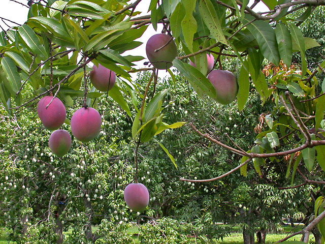 Hawaii mango season fruit