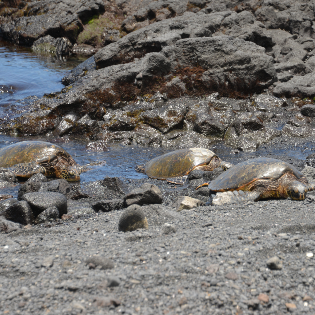 Turtles at black sand beach hawaii