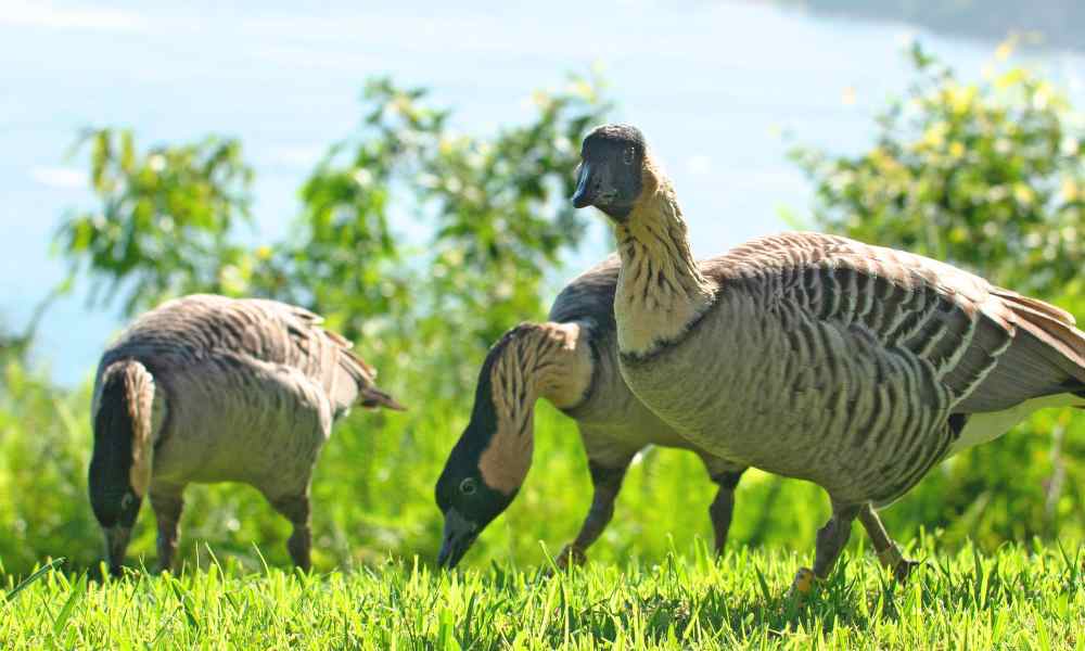 Nene in Hawaii