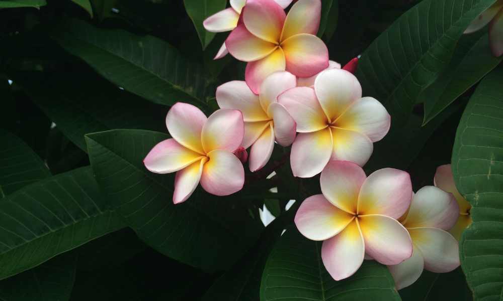 Best Places to Visit in Hawaii For Couplees