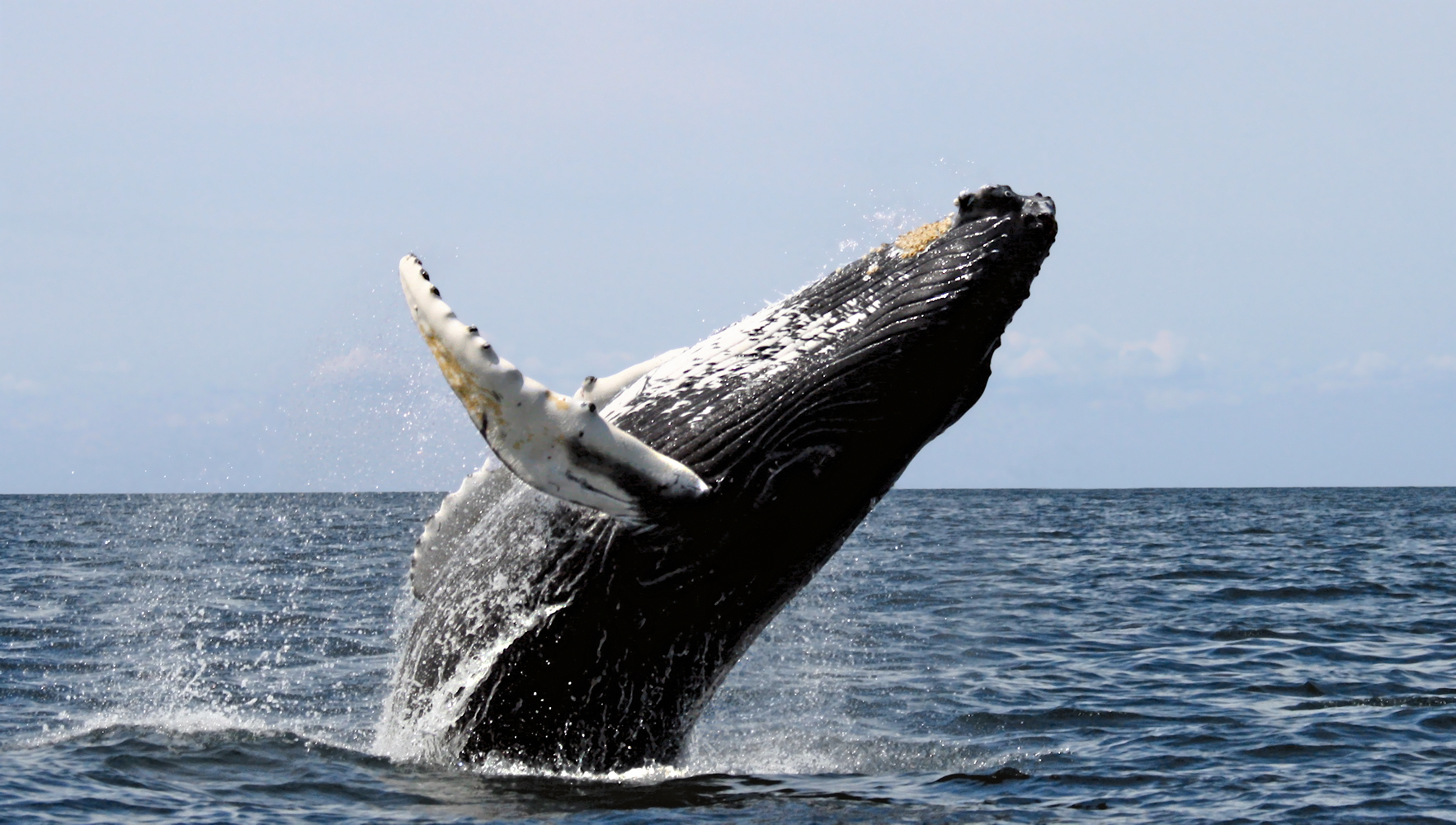 Humpback_stellwagen_edit Humpback Whale