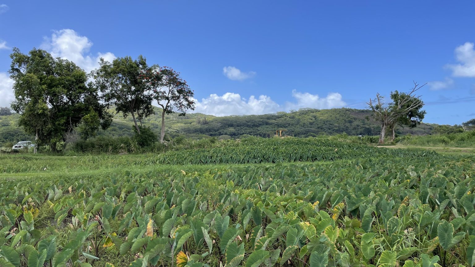 Taro Patch