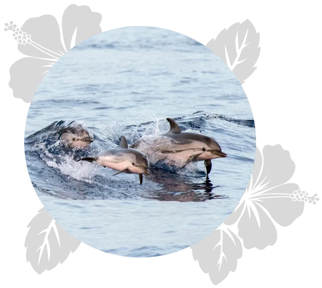 3-islands-day-5