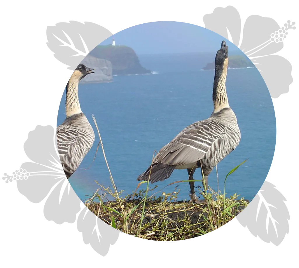 Kauai-golden-ager-day-4