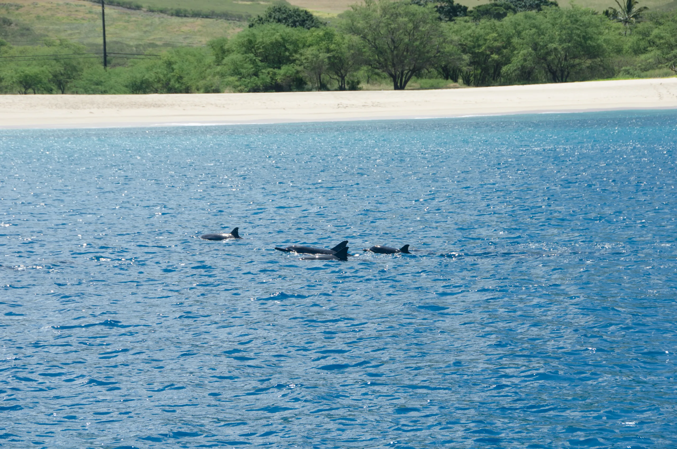 Dolphin-Watch-3 Dolphin-Watch-3