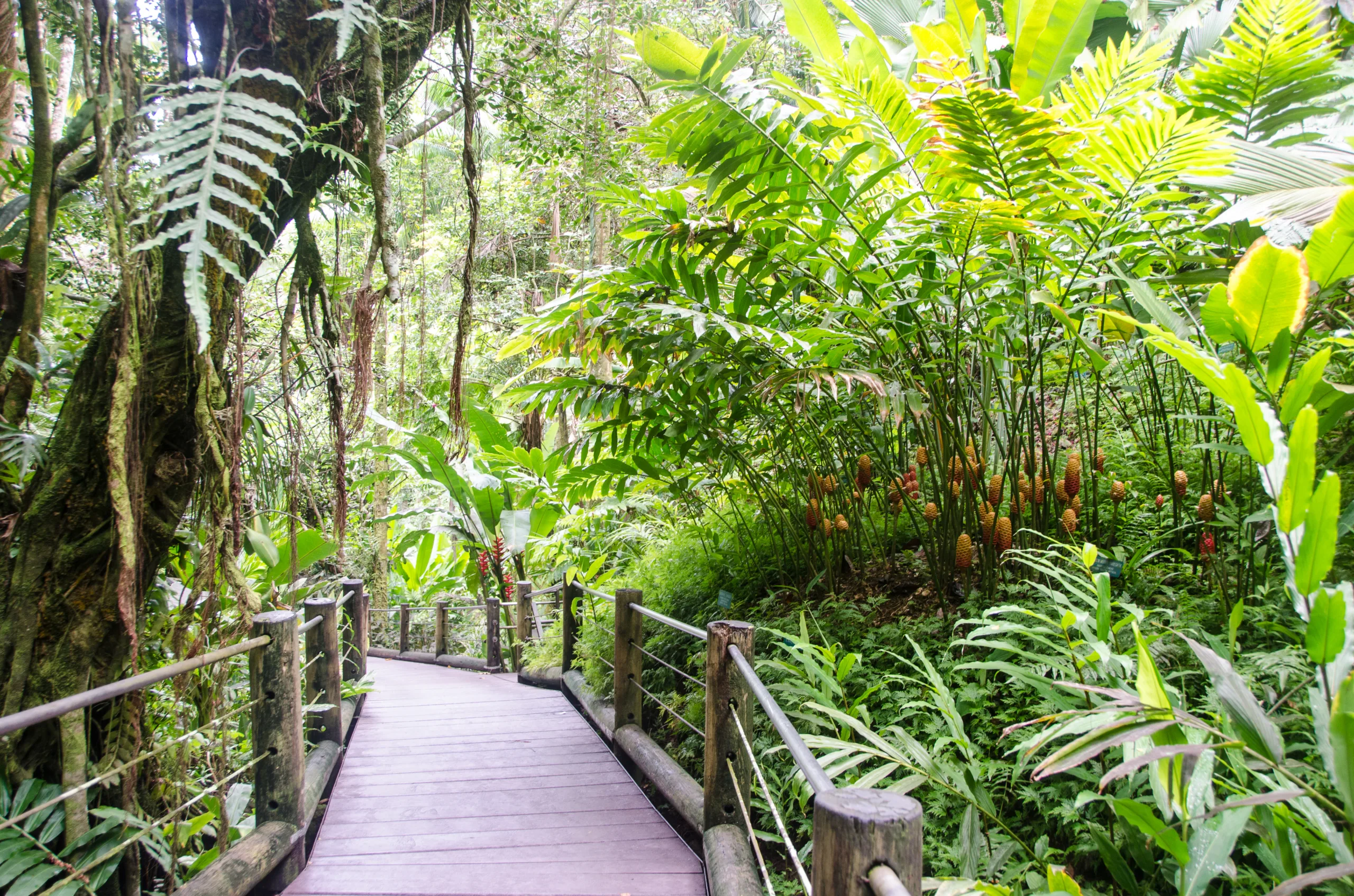 The Palm Vista Trail in the Hawaii Tropical Botanical Garden.