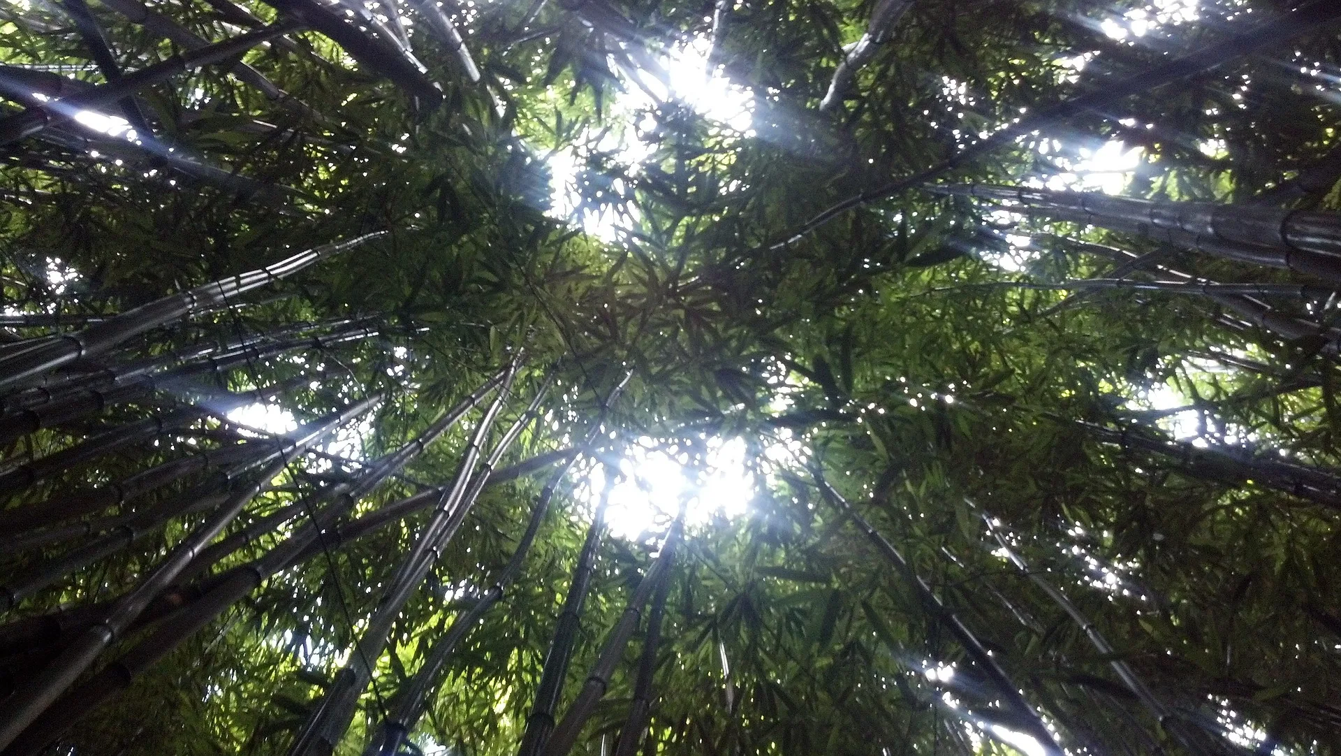 'Iao Valley bamboo forest