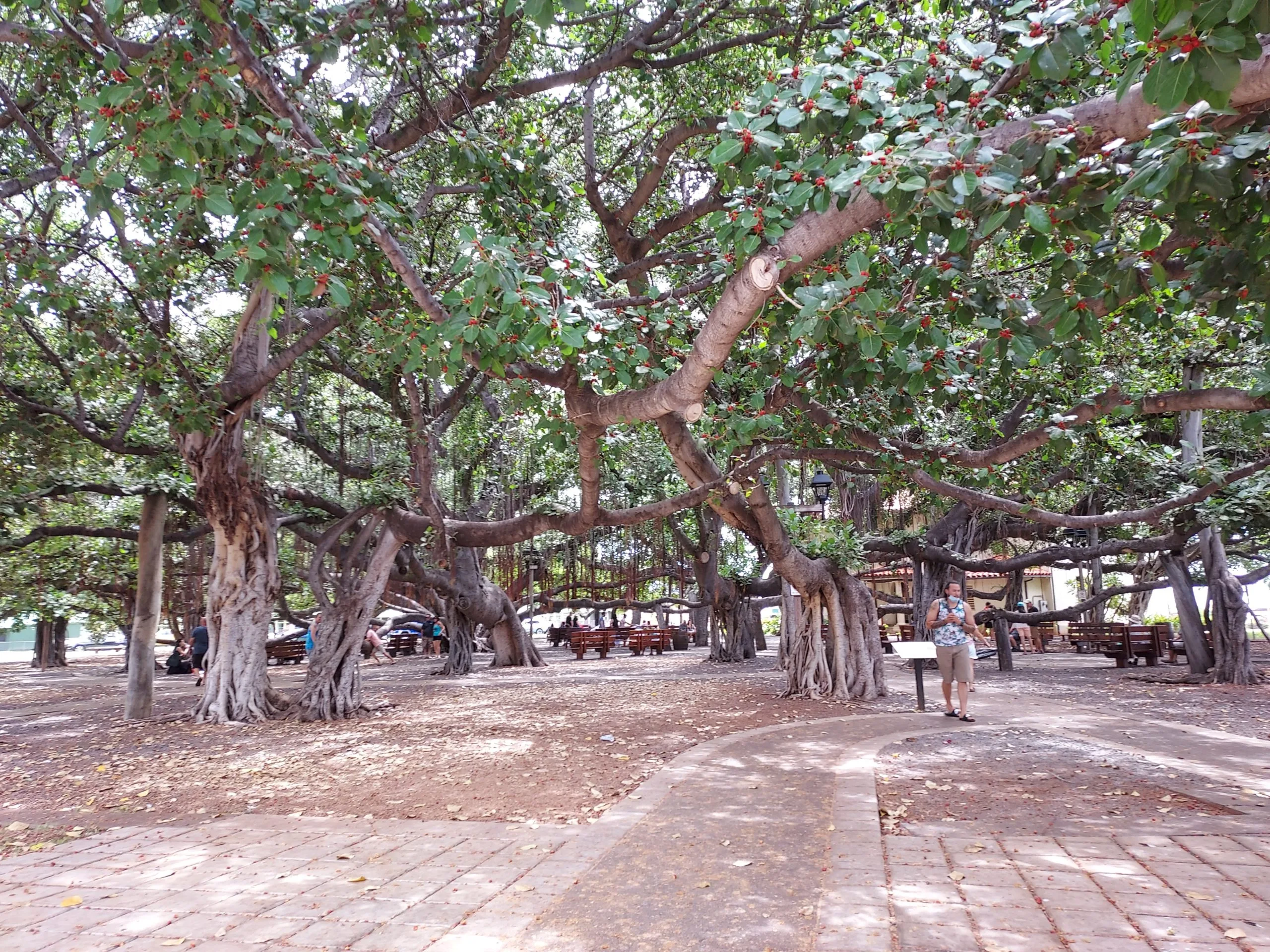 Lahaina-Banyan-scaled Lahaina-Banyan-scaled