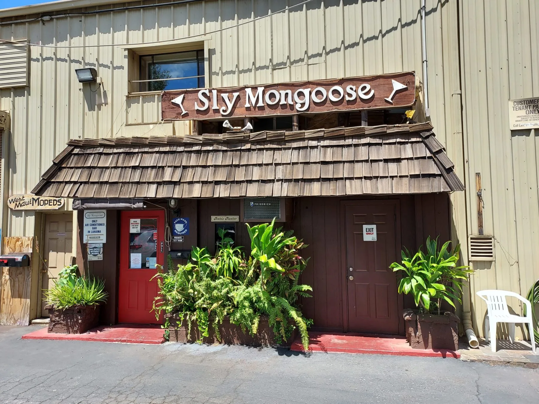 Maui-Sly-Mongoose-scaled-e1632697524121 Maui-Sly-Mongoose-scaled-e1632697524121