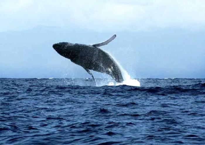 Maui Activities