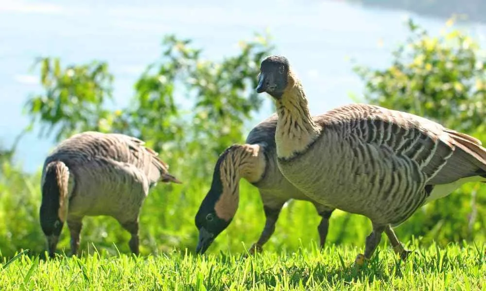Nene-in-Hawaii
