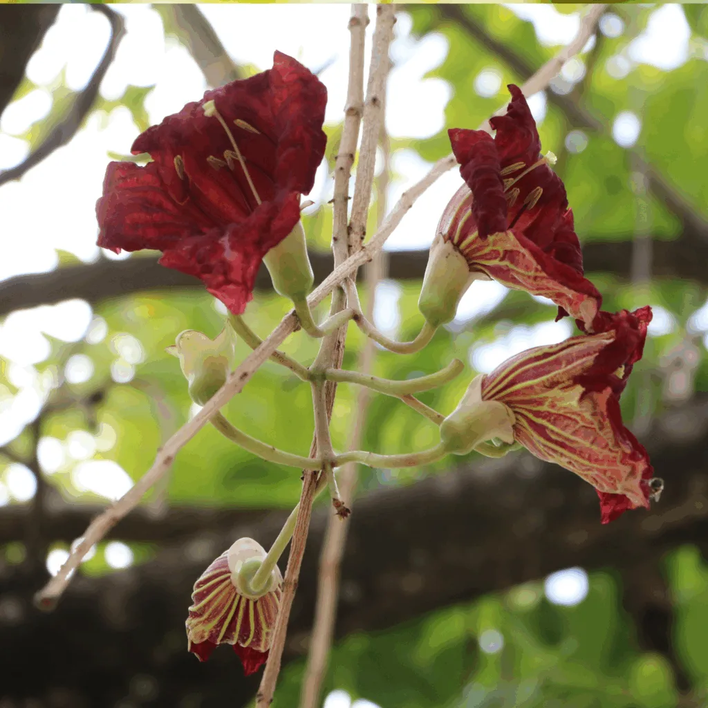 Sausage Tree Blossoms