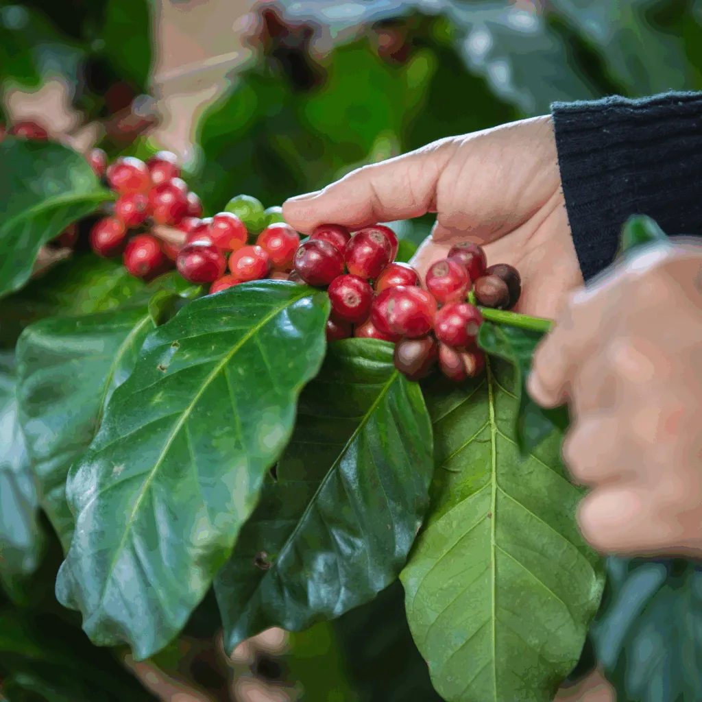 Tour a coffee farm for free in Hawaii