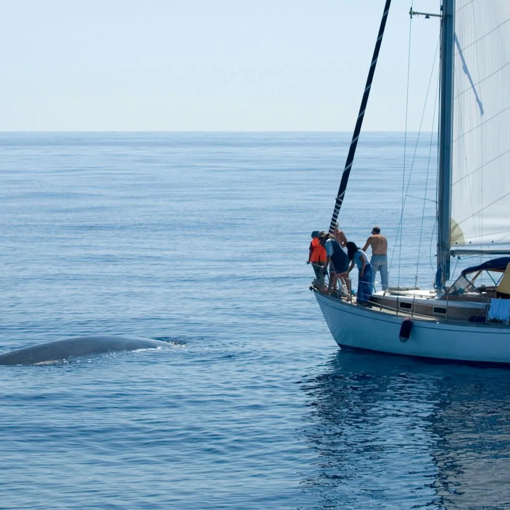 Whales sometimes playfully approach boats