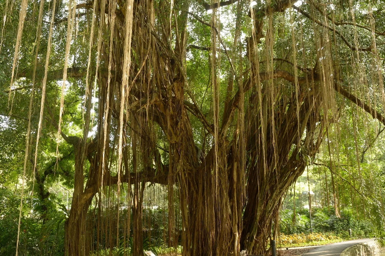 banyan-treee-hawaii