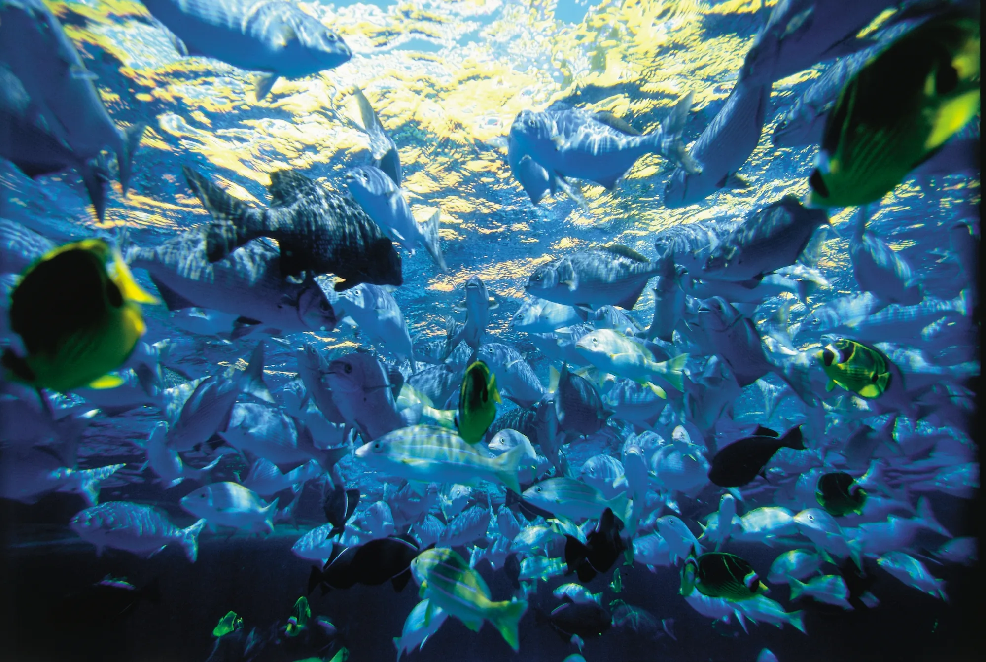 beginning-dive-sites-fish
