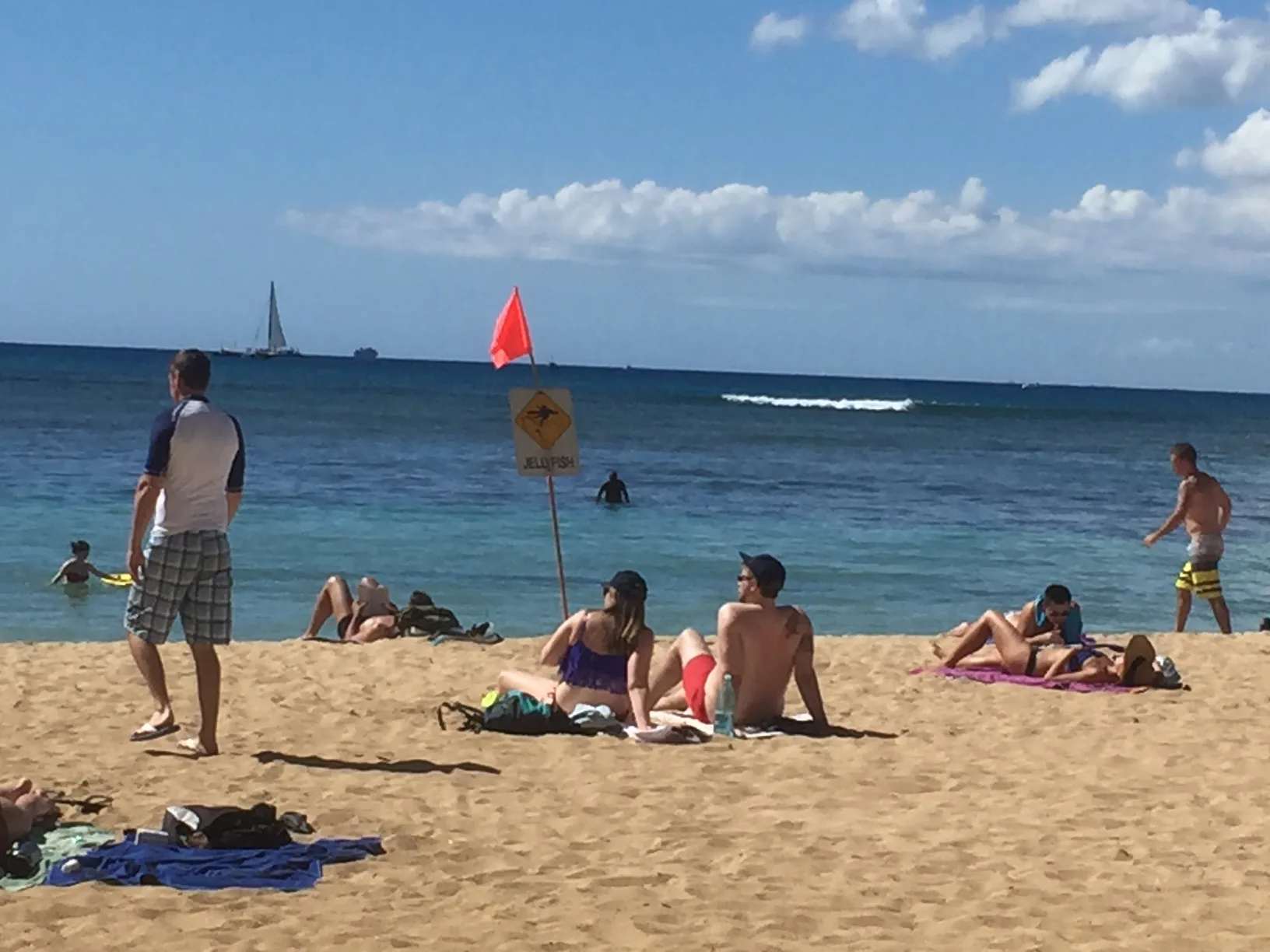 box-jellyfish-waikiki box-jellyfish-waikiki