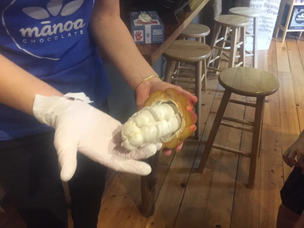 a cacao pod