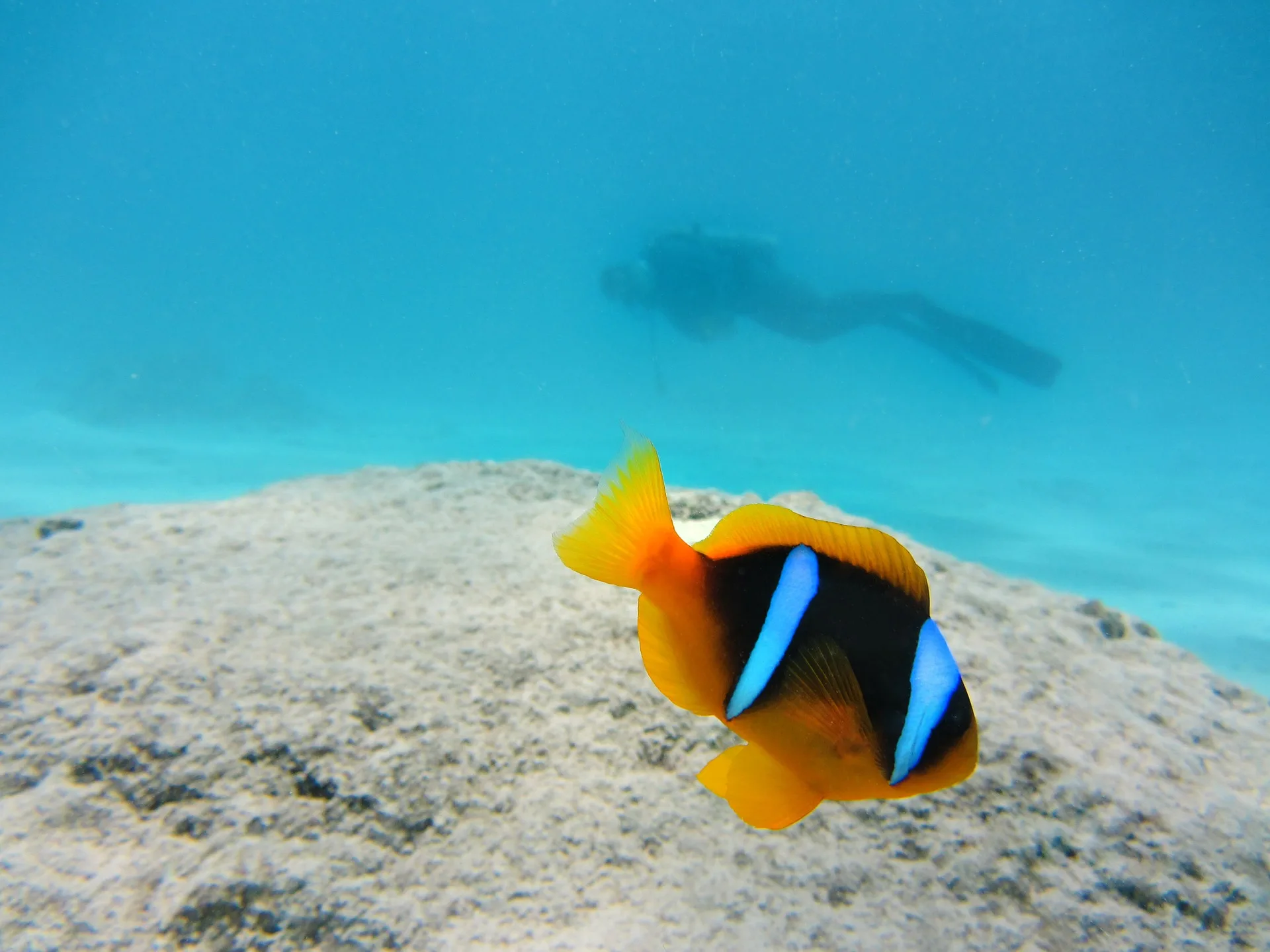 clown-fish-141696_1920