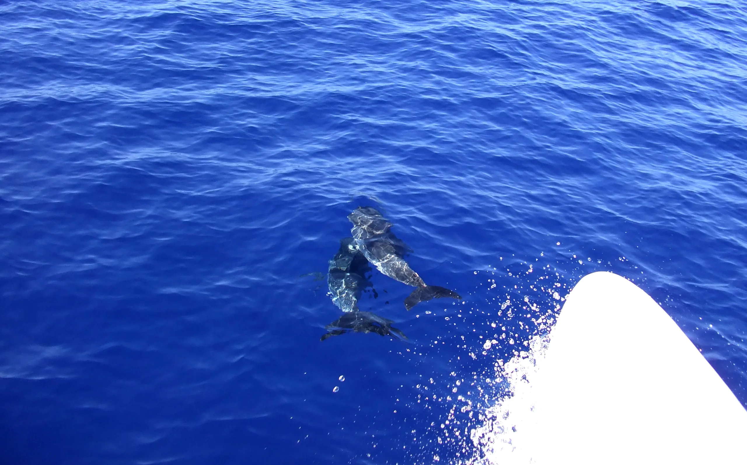 Dolphins playing in wake of boat off Madeira