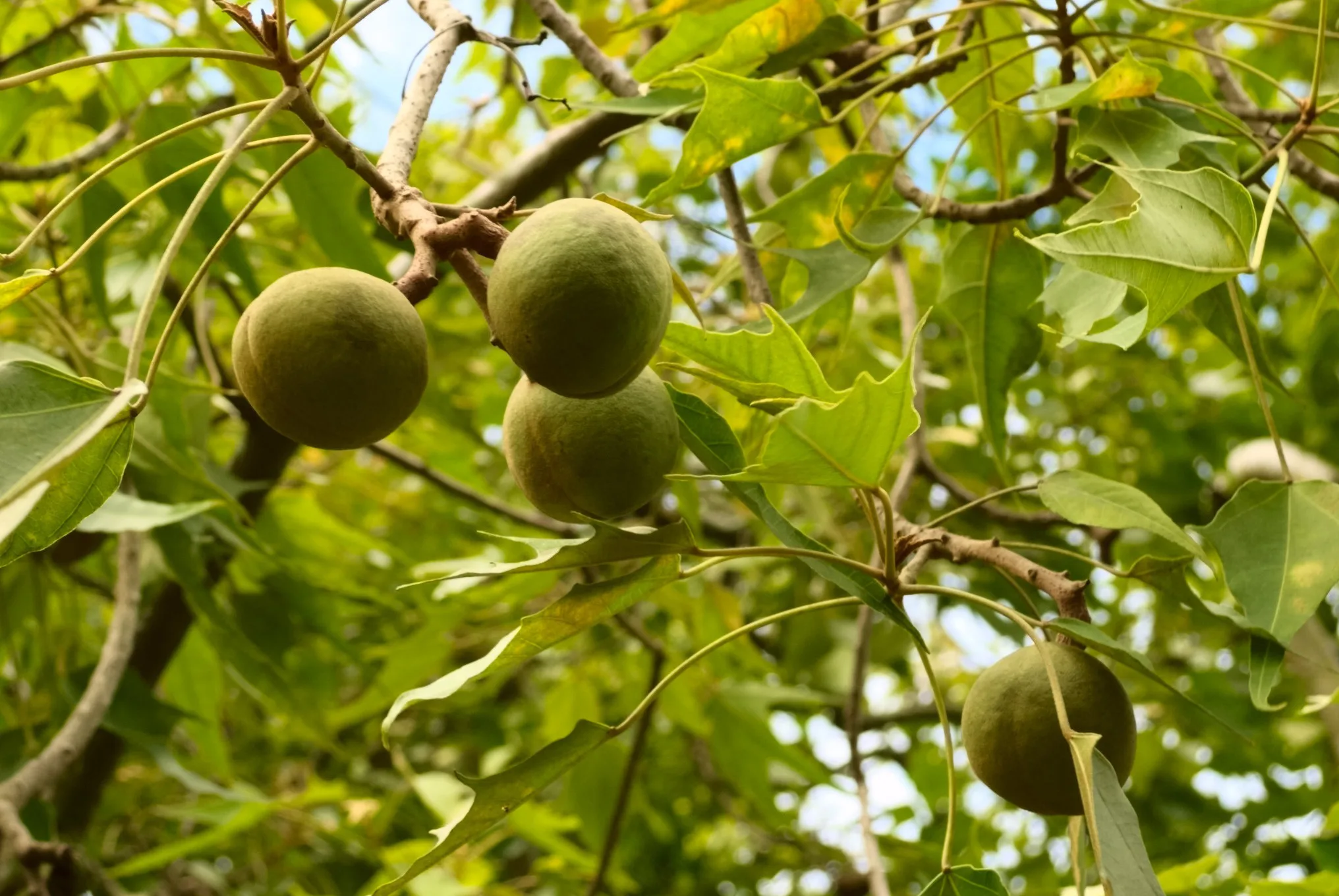 edible-plants-kukui