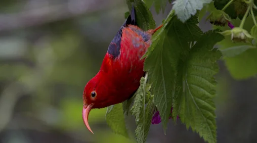 Red Hawaiian forrest bird on a branch looking down